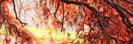 在线短信轰炸软件